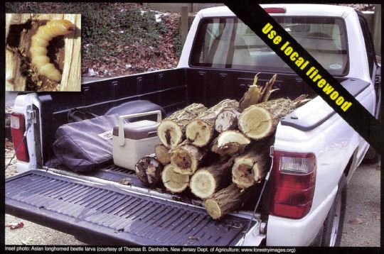 Firewood in the back of a truck