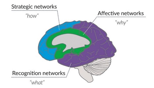 the brain and the what, why, and how of learning